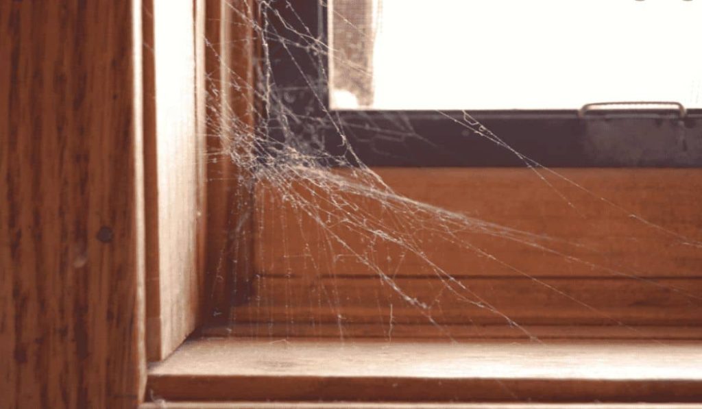 How to get rid of Cobwebs?